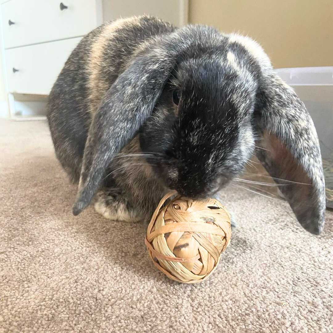hay ball for rabbits