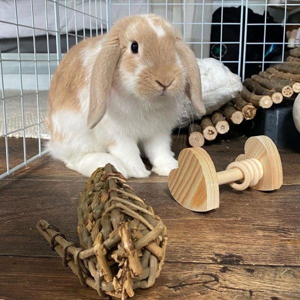 Natural Wooden Chew Toys For Rabbit Enrichment