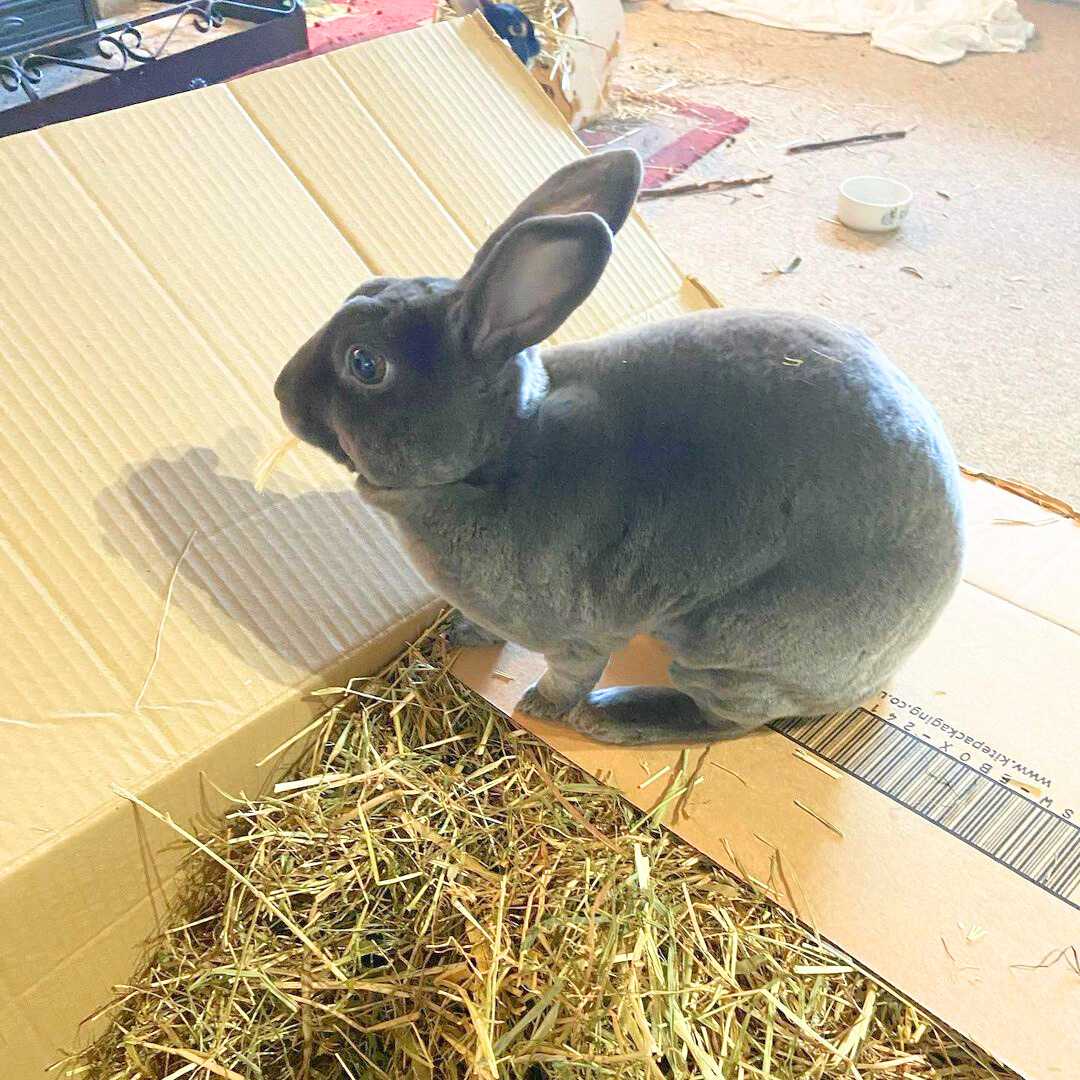 Best hay for young rabbits best sale