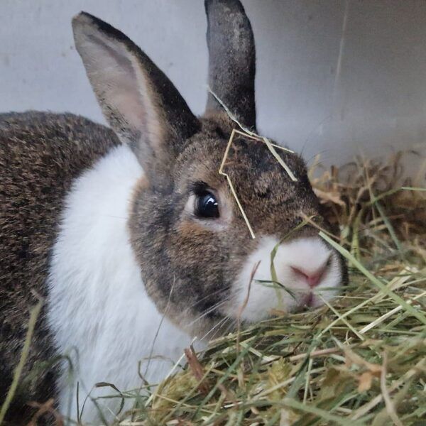 Best hay for rabbits best sale