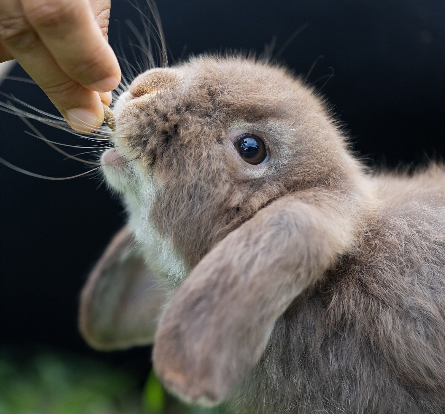 Select Rabbit Pellets For Health And Well being