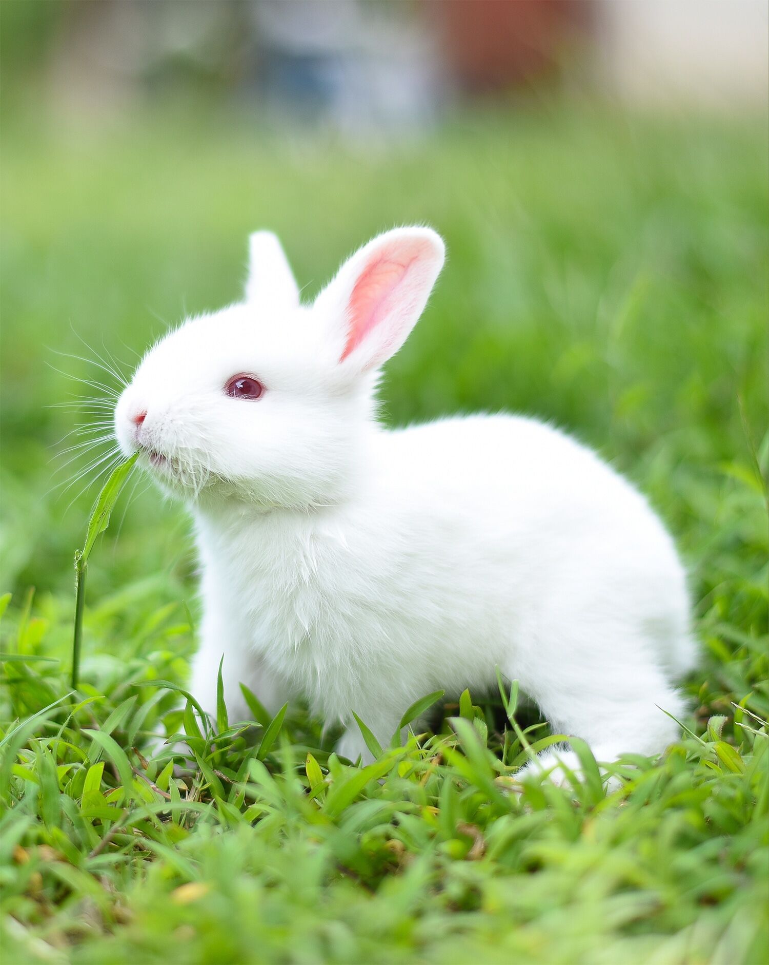 Fun Enriching Rabbit Toys For Bored Bunnies