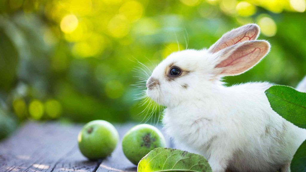 Can Rabbits Eat Apples? - Safety Tips &amp; Feeding Guidelines