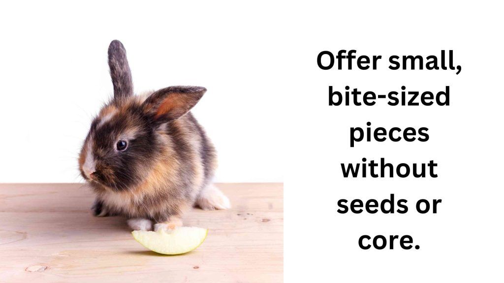 Can Rabbits Eat Apples? - Safety Tips &amp; Feeding Guidelines