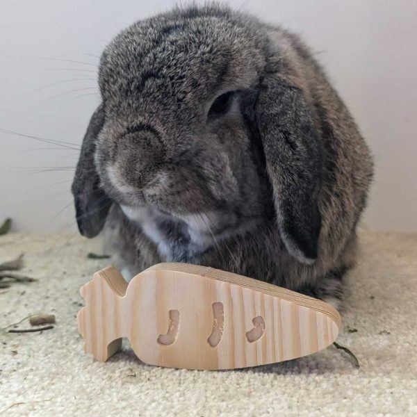 Best wood for rabbits to chew best sale